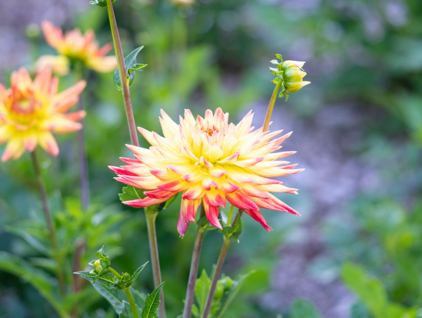 Beechfield garden