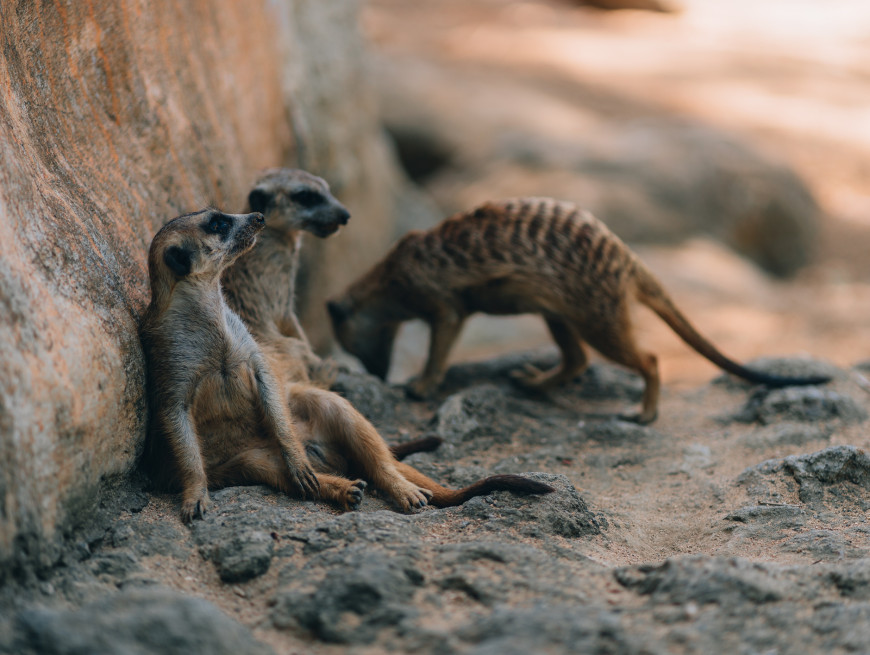 Meerkats - Beechfield House