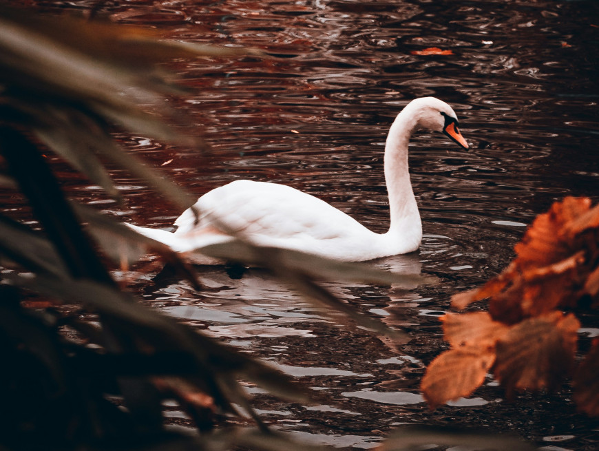 Swan on lake